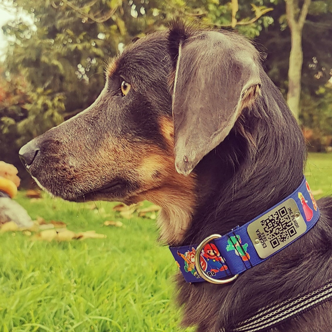 ¡Nuevo! Collar con identificación QR